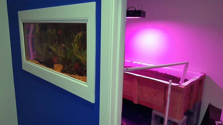 aquaponics-room.jpg