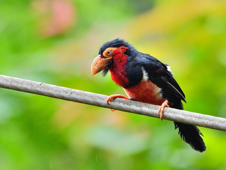 Bearded Barbet 须拟鴷.jpg