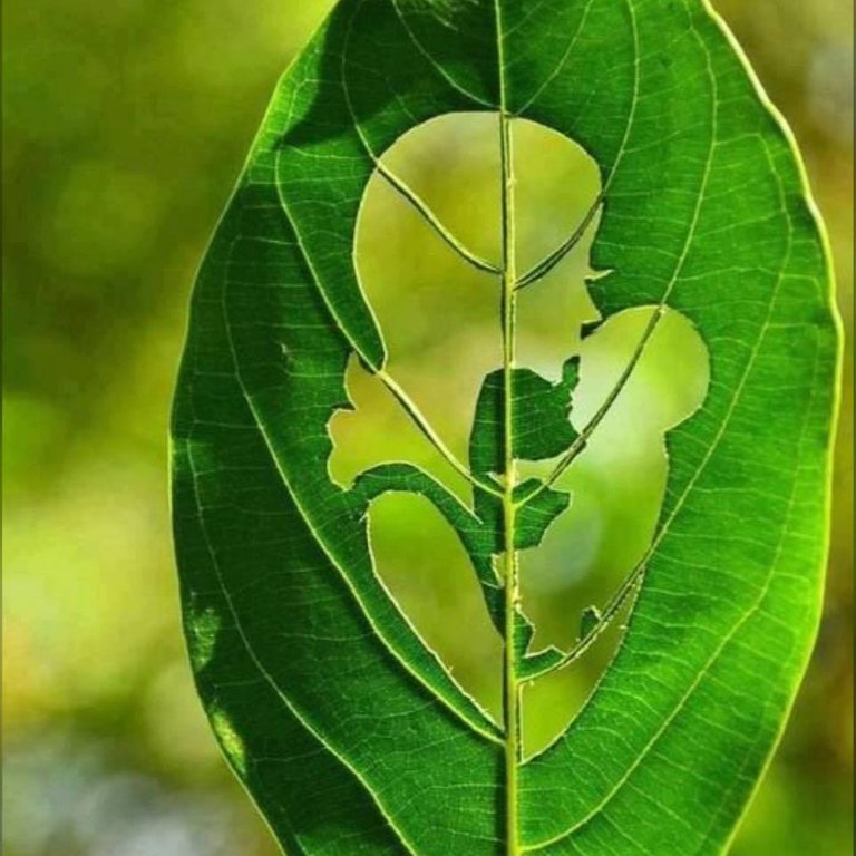 leaf 1.jpg