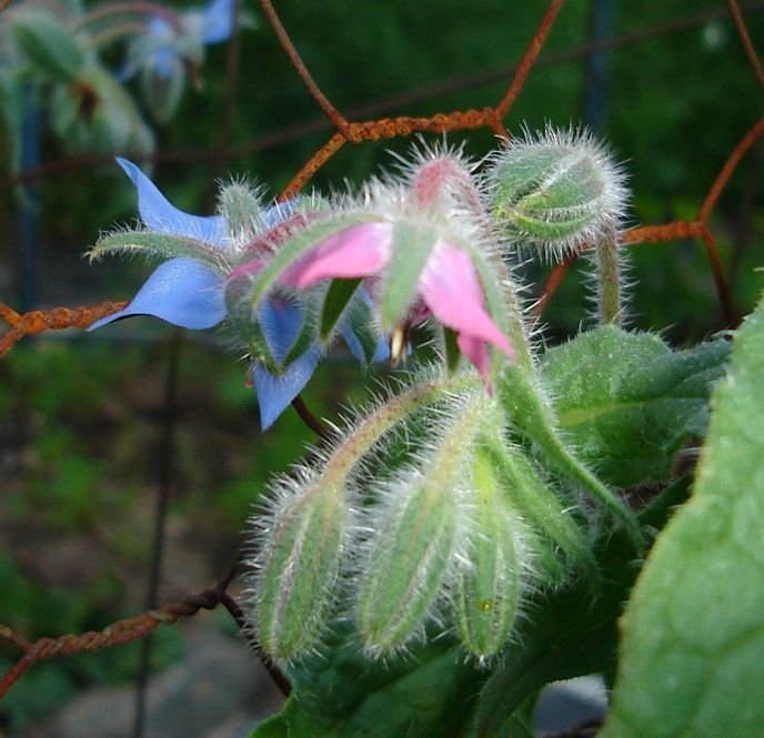 Borage Blues and Pinks.jpg