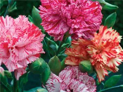 Chabaud-Picotee-Fantasy-mix-Carnation-flowers-web-fl327.jpg