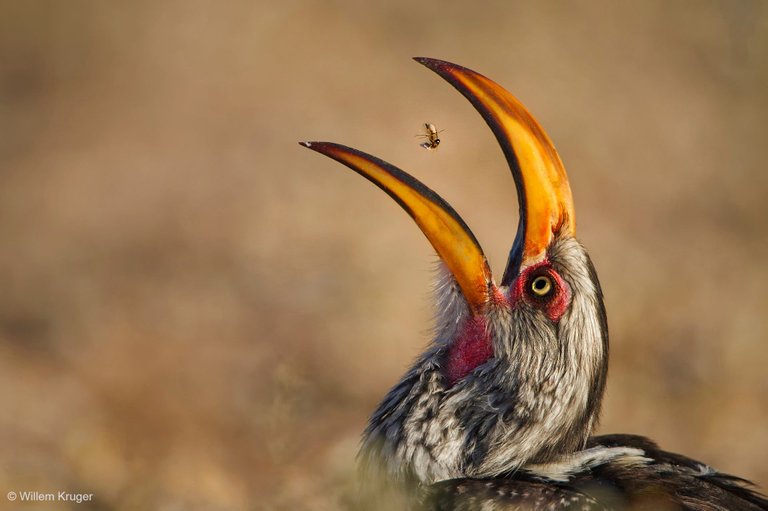 ©_Willem_Kruger__Wildlife_Photographer_of_the_Year.jpeg