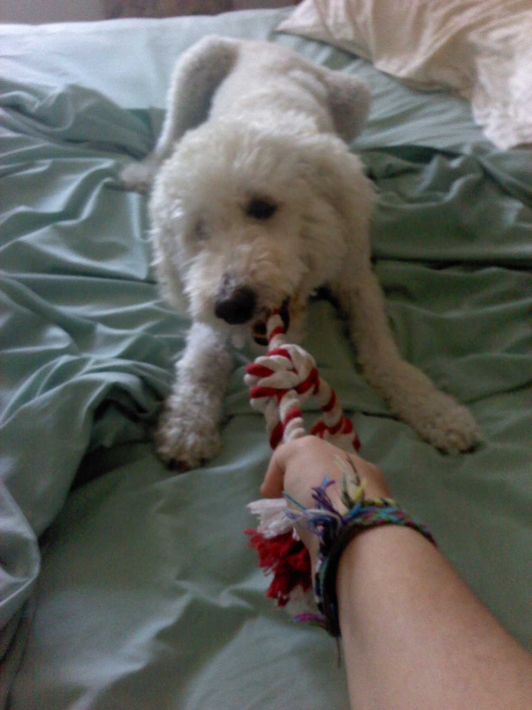 Nikki always wins in tug of war.JPG