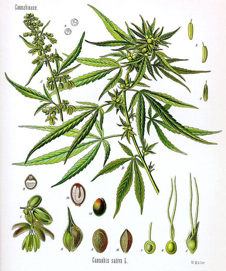 1024px-Cannabis_sativa_Koehler_drawing.jpg