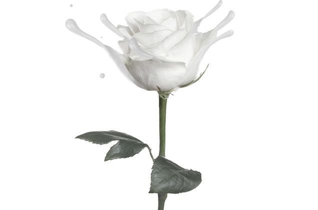 white rose splash.jpg