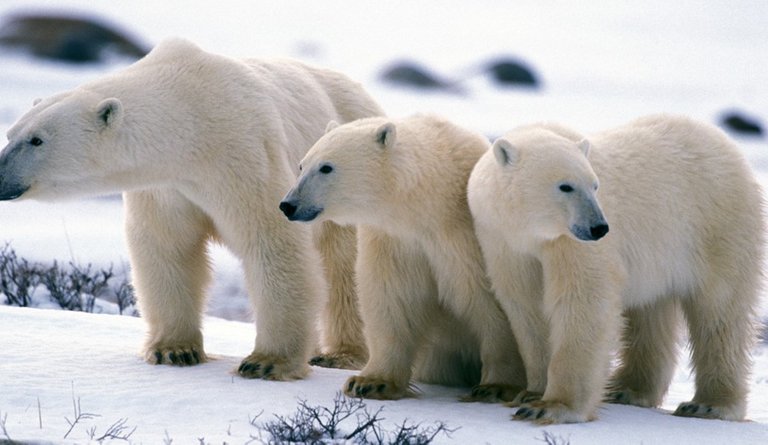 polar_bears_in_arctic__1__hero.jpg