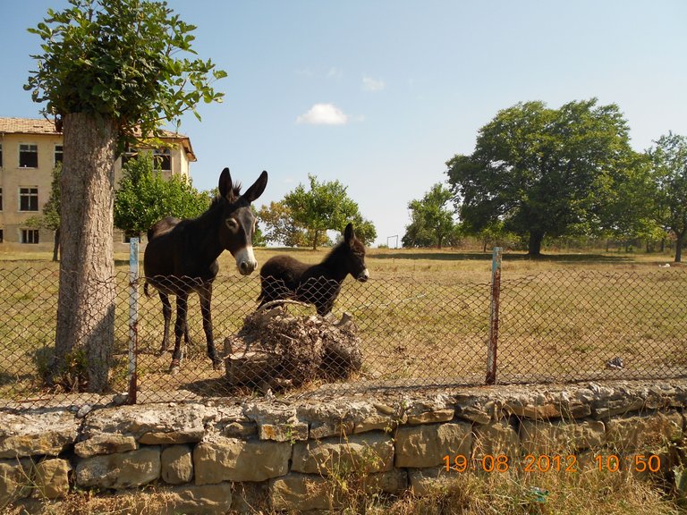 mutlu happy family in animalsaile.jpg