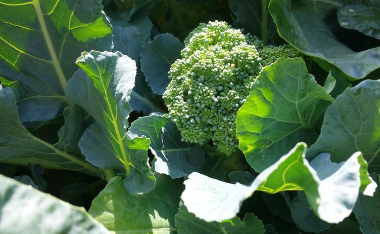 broccoliingarden.jpg