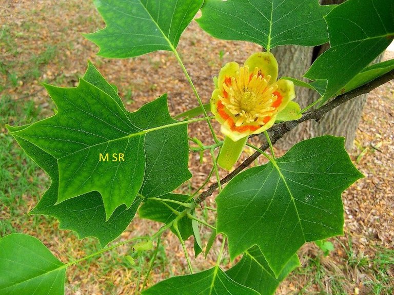 tulipifera.jpg