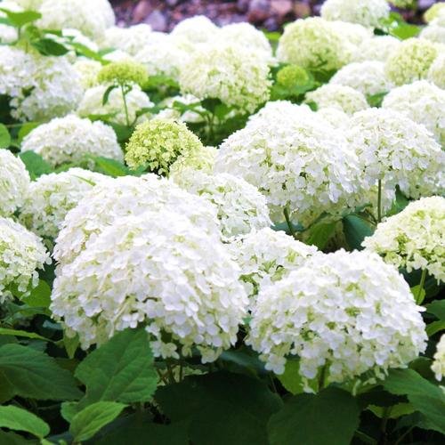 hortensia-fleur-blanc-carre-main-12223060.jpg