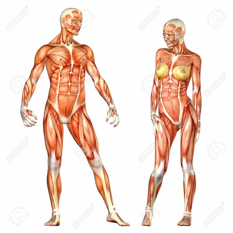 female-abdominal-muscle-anatomy-abdominal-muscle-anatomy-female-muscles-of-the-anterior-abdominal-1.jpeg