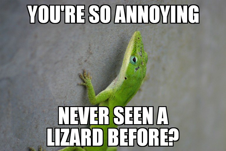 lizard1.jpg