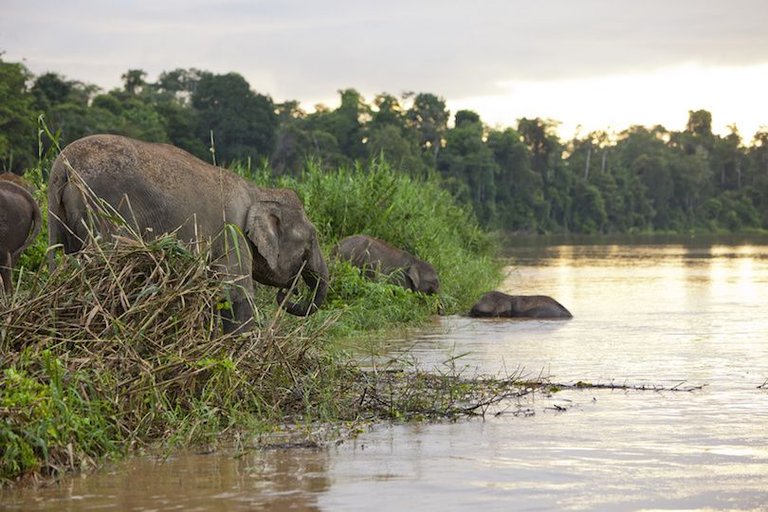 kinabatangan_river.jpg