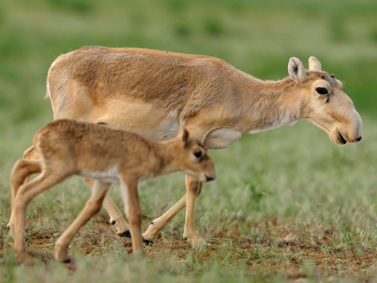 saiga-antelope-mother-calf-usfws-2.jpg