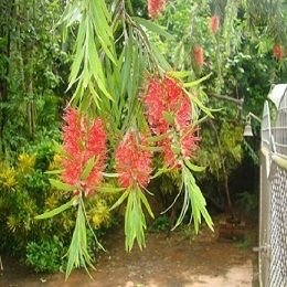 bottlebrush.JPG