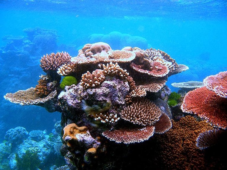 great barriar reef.jpg