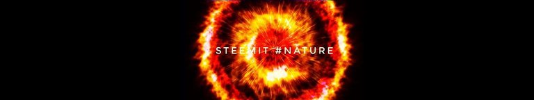 steemit nature.jpg