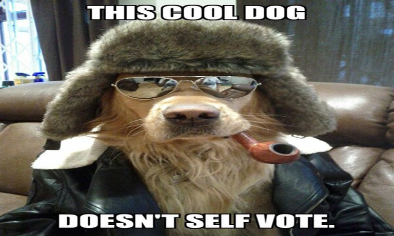 Aviator Dog no selfvote.jpg