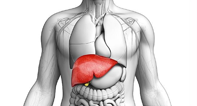 650x350_guide_to_liver_cancer_slideshow.jpg