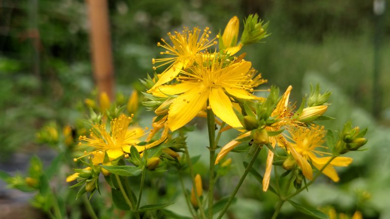 St John's Wort.jpg