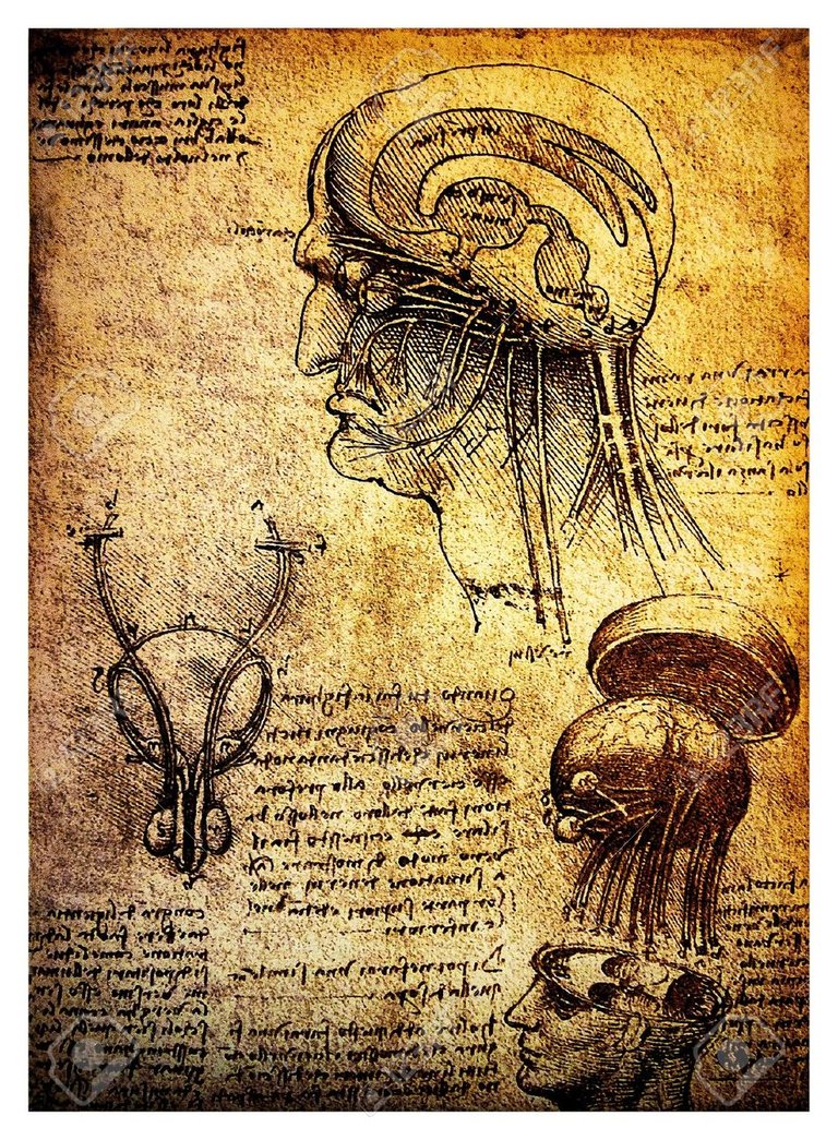 14376168-Ancient-anatomical-drawings-made-by-Leonardo-DaVinci-a-study-of-the-human-brain-and-nervous-system-Stock-Photo.jpg