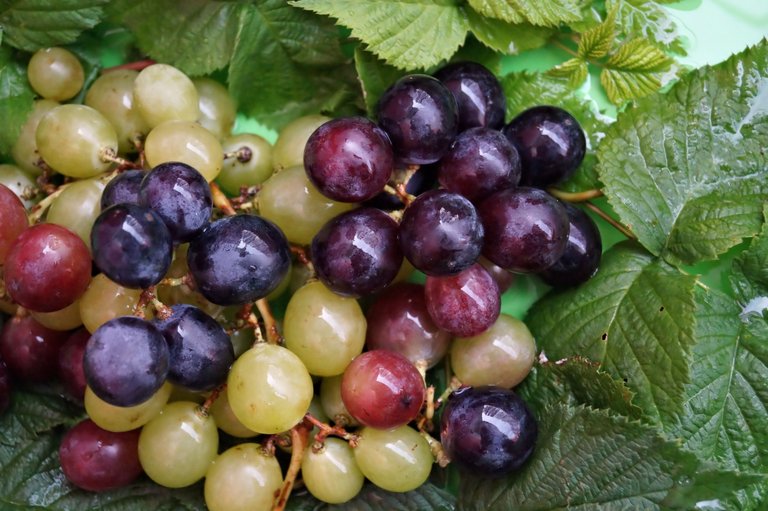 colorful-grapes.jpg