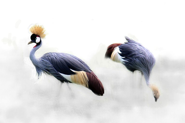 grey-crowned-crane-610463_1920.jpg