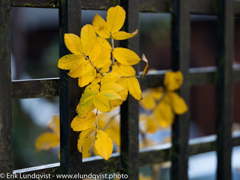 autumn color-1.jpg