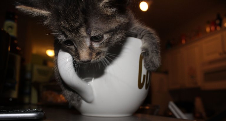 Kitty Cup.jpg