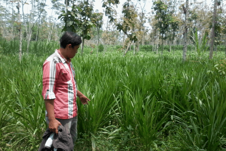 budidaya-rumput-gajah.png