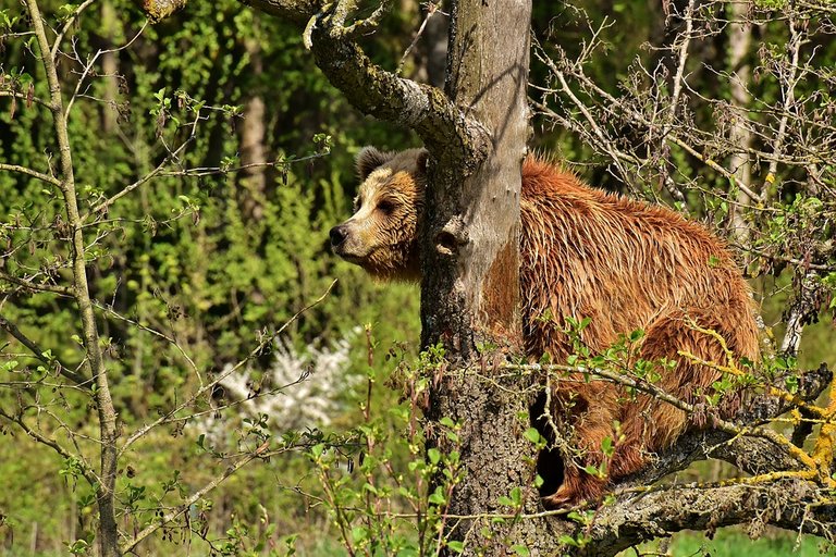 european-brown-bear-3336821_960_720.jpg