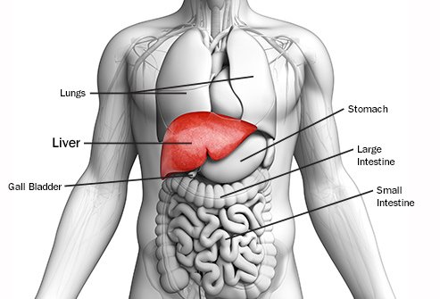 493ss_getty_rf_liver_anatomy_illustration.jpg