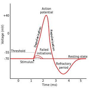 action potential.png
