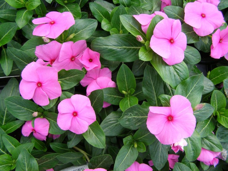 Vinca-Cora-Cascade-Lilac.jpg