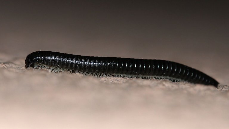 Diplopoda Julida Julidae Ommatoiulus moreleti Portuguese millipede BY Tas on house wall 2018-02-24.jpg