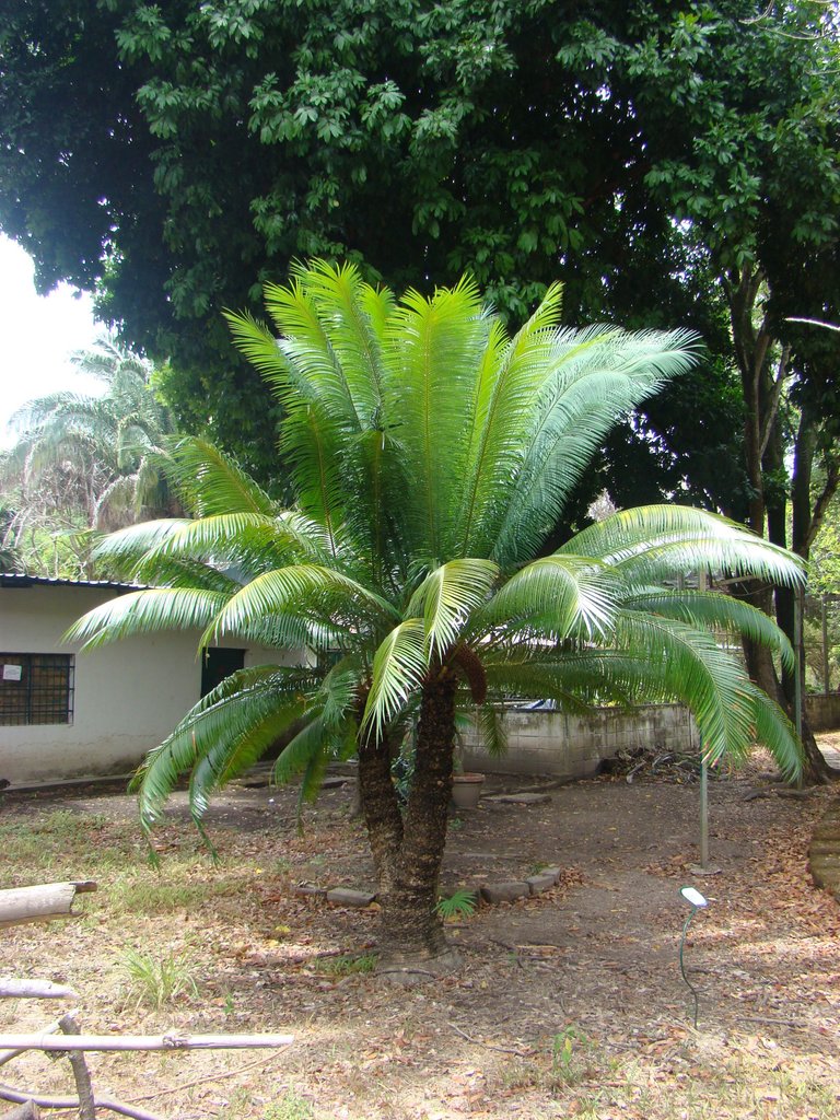 CYCAS REVOLUTA2.jpg