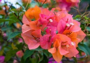 flowallp.com_bali-indonesia-a-branch-of-a-blossoming-bougainvillea-flowers-in-the-garden-300x211.jpg