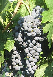 Abouriou Grapes.jpg