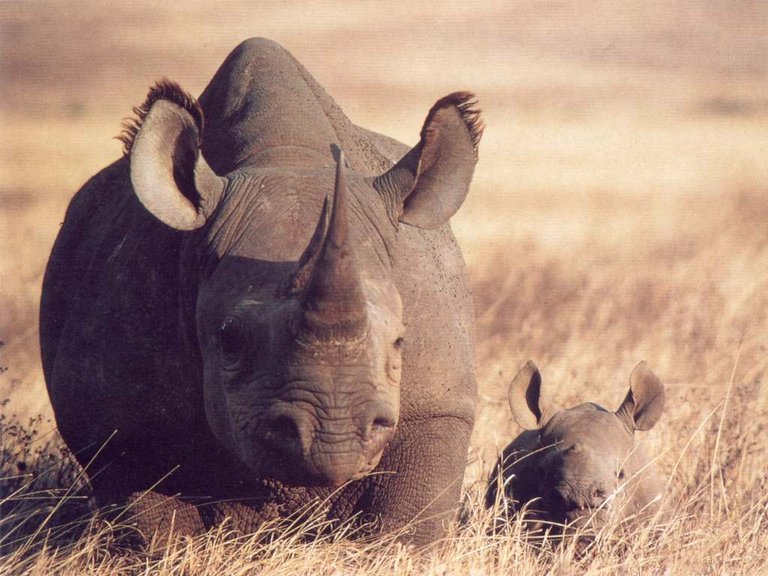 Black-Rhino-Cow-and-Calf-rhinos-17780885-1024-768.jpg