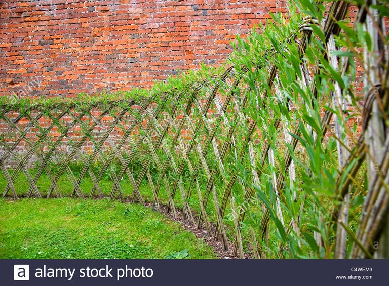 live-willow-woven-screen-fencing-or-fedge-england-uk-C4WEM3.jpg