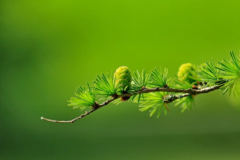 larch-conifer-cone-branch-tree-40896.jpeg