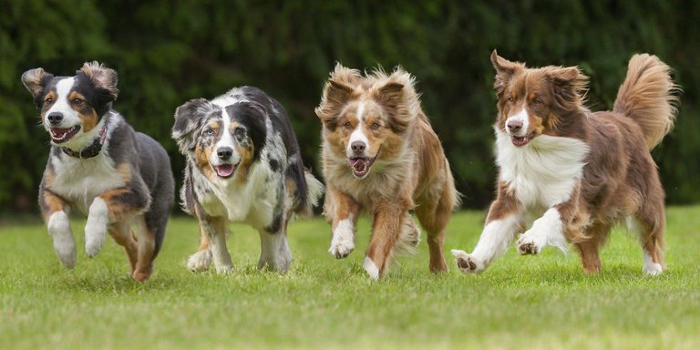 landscape-1474034268-dogs-running.jpg