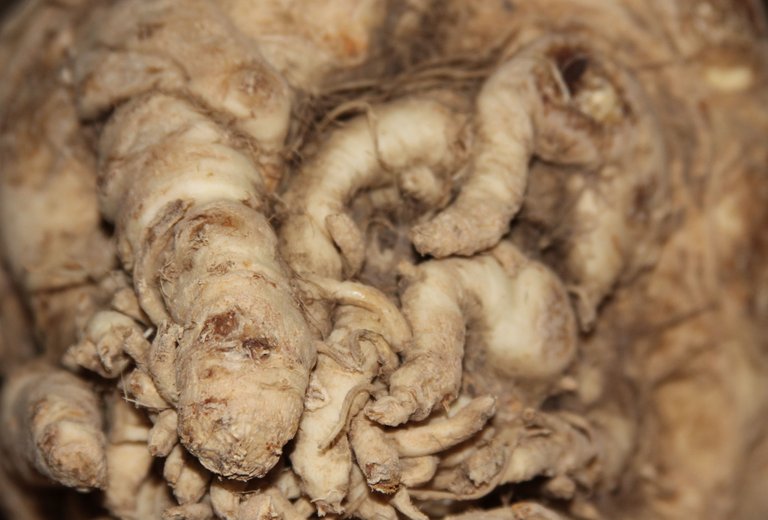 Celeriac.JPG