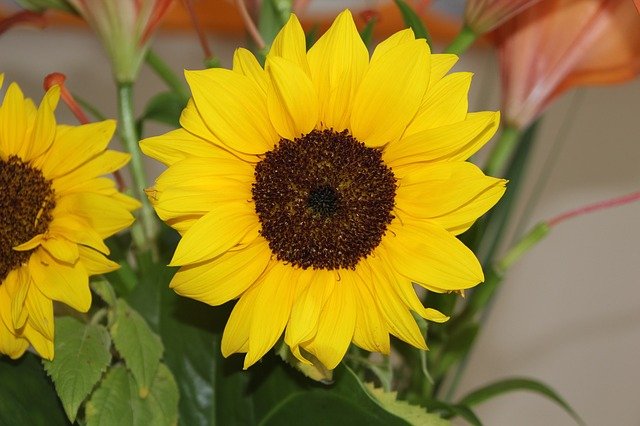 yellow flower.jpg