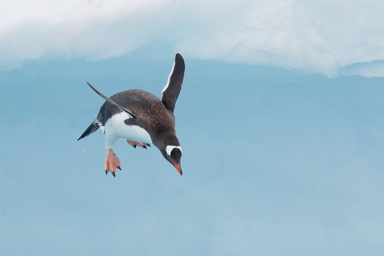 gentoo-penguin-this-one-diving-off-iceberg-20-blue-cyan-sat-20-lighter-_y8a0332-danco-harbor-antarctica.jpg