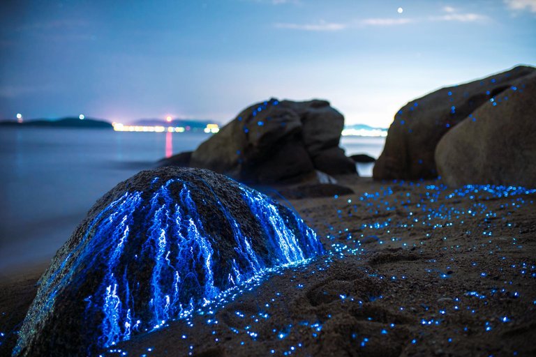 Sea fireflies.jpg