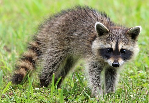 raccoon-1905528__340.jpg