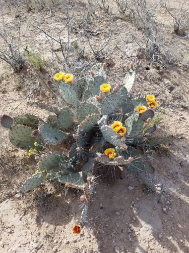 blooming-cactus-1.jpg