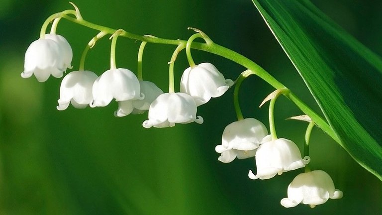 muguet.jpg