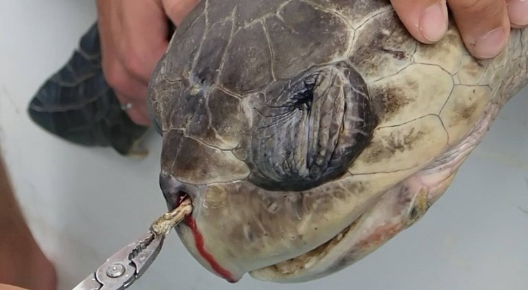 plastic-straw-turtles-nose-1024x563.jpg